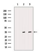 Fibrillarin Antibody in Western Blot (WB)