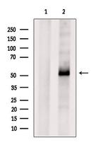 ATP6AP1 Antibody in Western Blot (WB)