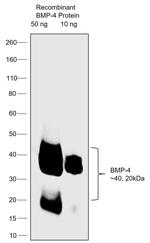 Bmp4 Antibody in Western Blot (WB)