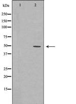 Bmp4 Antibody in Western Blot (WB)