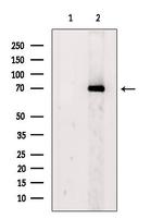 KPNA2 Antibody in Western Blot (WB)