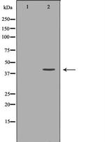 DTNBP1 Antibody in Western Blot (WB)