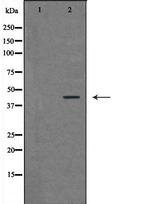 RAD9 Antibody in Western Blot (WB)