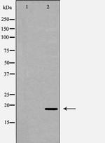 REG3A Antibody in Western Blot (WB)