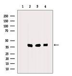 PP1 alpha Antibody in Western Blot (WB)