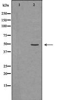 MKK7 Antibody in Western Blot (WB)