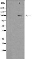 RAPGEF3 Antibody in Western Blot (WB)