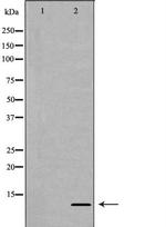 H4R3me2a Antibody in Western Blot (WB)