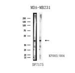 Rad52 Antibody in Western Blot (WB)