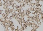 GLRX Antibody in Immunohistochemistry (Paraffin) (IHC (P))