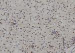 APRT Antibody in Immunohistochemistry (Paraffin) (IHC (P))