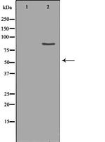 CLC-5 Antibody in Western Blot (WB)