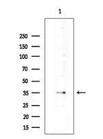 TC10 Antibody in Western Blot (WB)