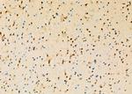 Caspase 5 Antibody in Immunohistochemistry (Paraffin) (IHC (P))