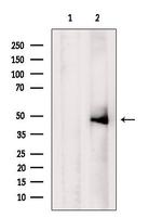 Caspase 5 Antibody in Western Blot (WB)