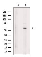 SUFU Antibody in Western Blot (WB)