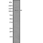 Importin 9 Antibody in Western Blot (WB)