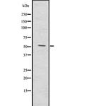 MMP20 Antibody in Western Blot (WB)