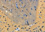 SOD3 Antibody in Immunohistochemistry (Paraffin) (IHC (P))