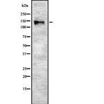 Synaptojanin 2 Antibody in Western Blot (WB)