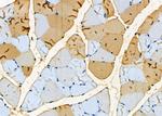 NDUFAF1 Antibody in Immunohistochemistry (Paraffin) (IHC (P))