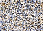 PIP Antibody in Immunohistochemistry (Paraffin) (IHC (P))