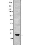 PTP4A2 Antibody in Western Blot (WB)