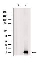 UFM1 Antibody in Western Blot (WB)