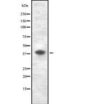 GDF3 Antibody in Western Blot (WB)