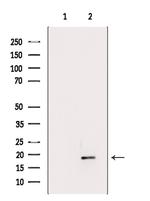 FLAP Antibody in Western Blot (WB)