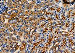 CARD9 Antibody in Immunohistochemistry (Paraffin) (IHC (P))