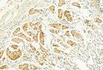 MUC2 Antibody in Immunohistochemistry (Paraffin) (IHC (P))