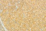 MUC2 Antibody in Immunohistochemistry (Paraffin) (IHC (P))