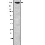 MUC2 Antibody in Western Blot (WB)
