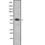 FUS Antibody in Western Blot (WB)