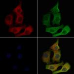 CD179b Antibody in Immunocytochemistry (ICC/IF)