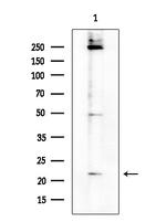 CD179b Antibody in Western Blot (WB)