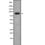 IL4R Antibody in Western Blot (WB)