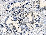 PRSS3 Antibody in Immunohistochemistry (Paraffin) (IHC (P))