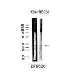 UCP2 Antibody in Western Blot (WB)