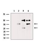 Olfr417 Antibody in Western Blot (WB)