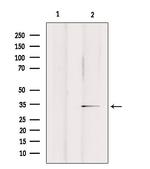 OR2A25 Antibody in Western Blot (WB)