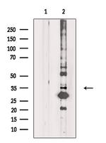 OR5H1 Antibody in Western Blot (WB)