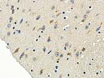 OR5H6 Antibody in Immunohistochemistry (Paraffin) (IHC (P))