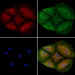 TAS2R43 Antibody in Immunocytochemistry (ICC/IF)