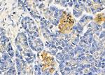 TAS2R43 Antibody in Immunohistochemistry (Paraffin) (IHC (P))