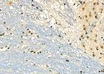 DMP1 Antibody in Immunohistochemistry (Paraffin) (IHC (P))