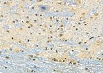 DMP1 Antibody in Immunohistochemistry (Paraffin) (IHC (P))