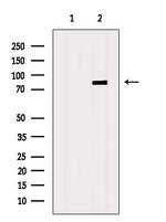 DMP1 Antibody in Western Blot (WB)