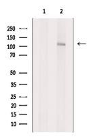 TSHZ1 Antibody in Western Blot (WB)